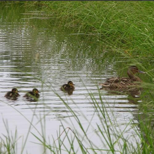 Nature Based Solutions for Water Management